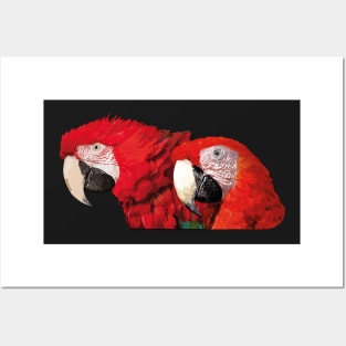 Scarlet macaws Posters and Art